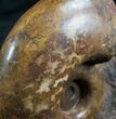 Lytoceras Ammonite From France - Polished #7822-1